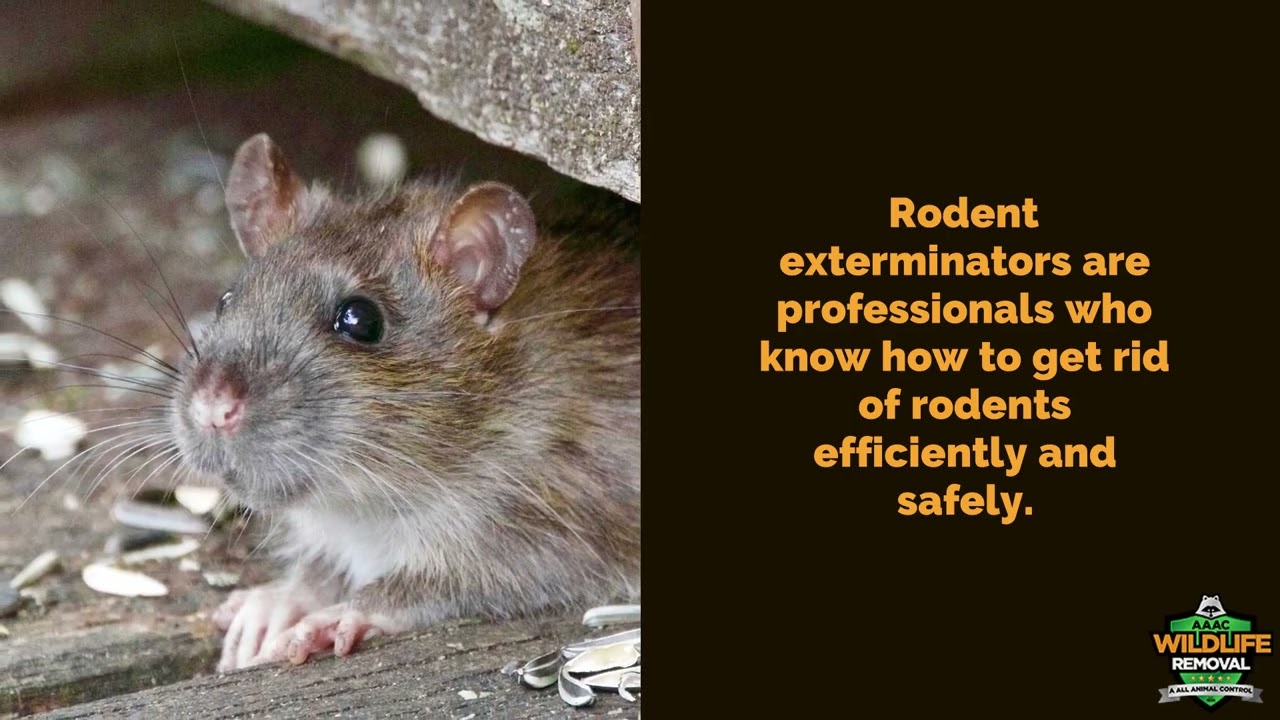 Rodent Exterminator San Antonio - AAAC Wildlife Removal of San Antonio