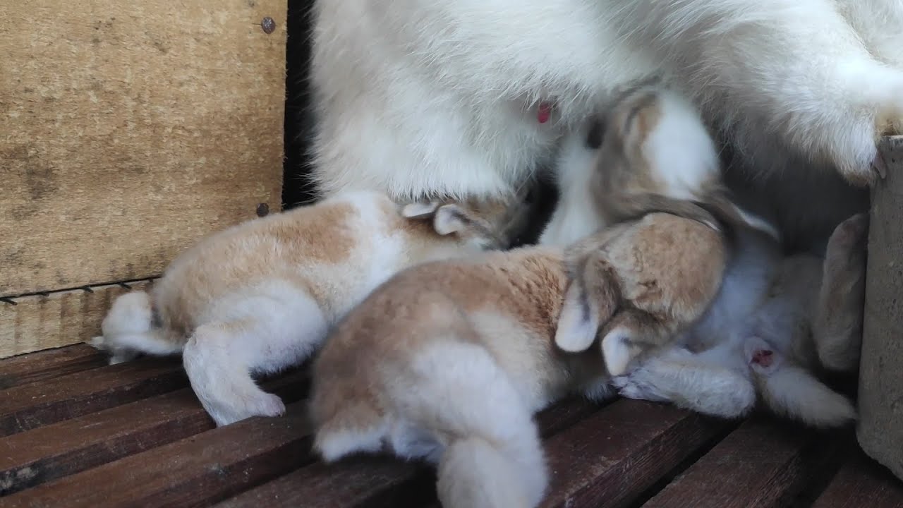 Mother rabbit feeding her 5 babies - cute bunnies