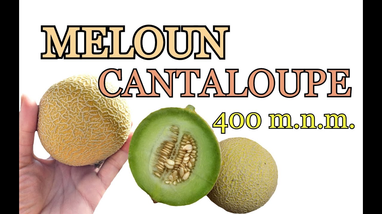 MELOUN CANTALOUPE | PĚSTOVÁNÍ MELOUNŮ | VÝSEV, VÝSADBA, PÉČE, OPORA, HNOJENÍ, SKLIZEŇ