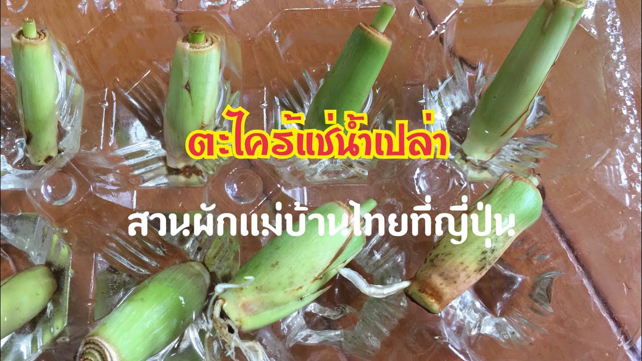 ตะไคร้ : ตะไคร้แช่น้ำเปล่าเพื่อขยายพันธุ์ปลูก ปี2017 ที่ไร่ตะวันฉาย ญี่ปุ่น