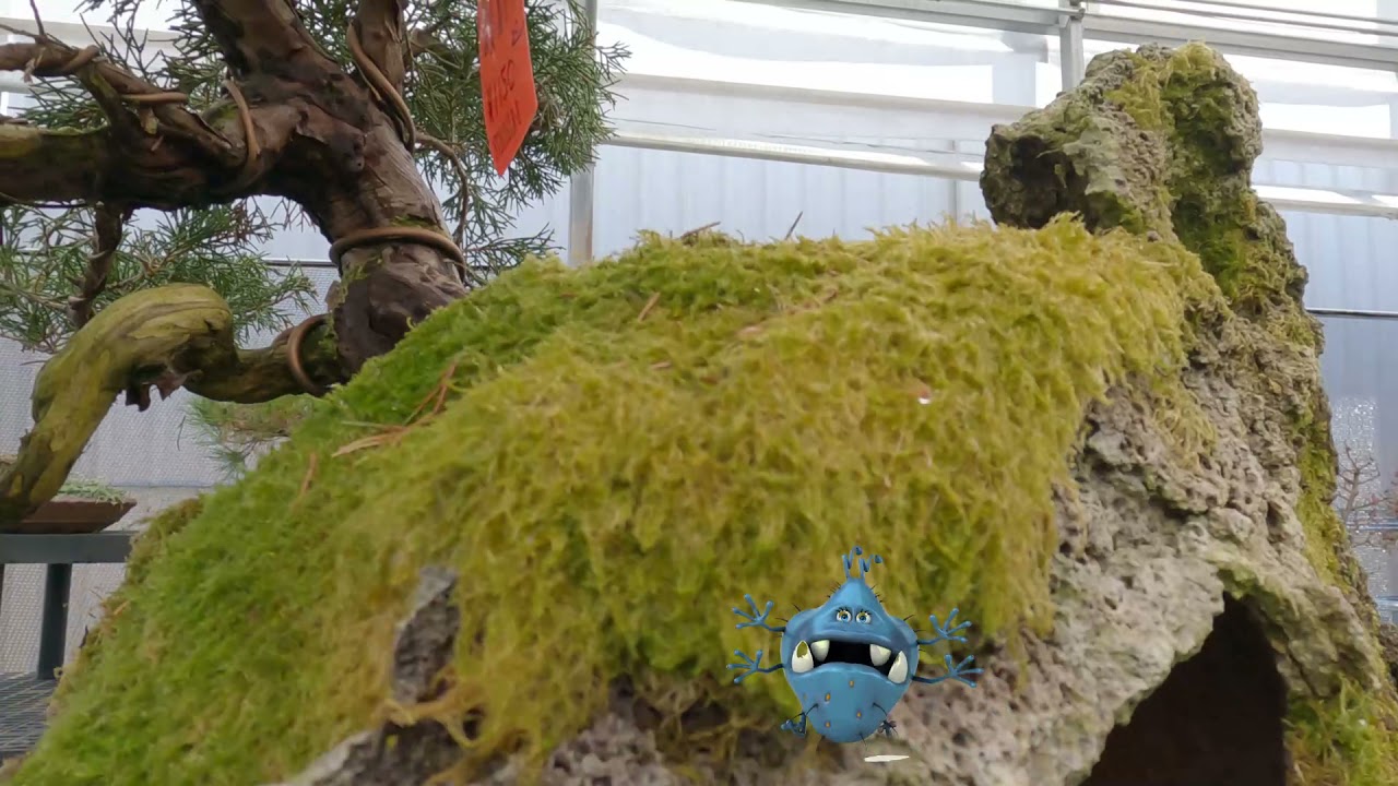 Brussel's Bonsai, Olive Branch, Mississippi