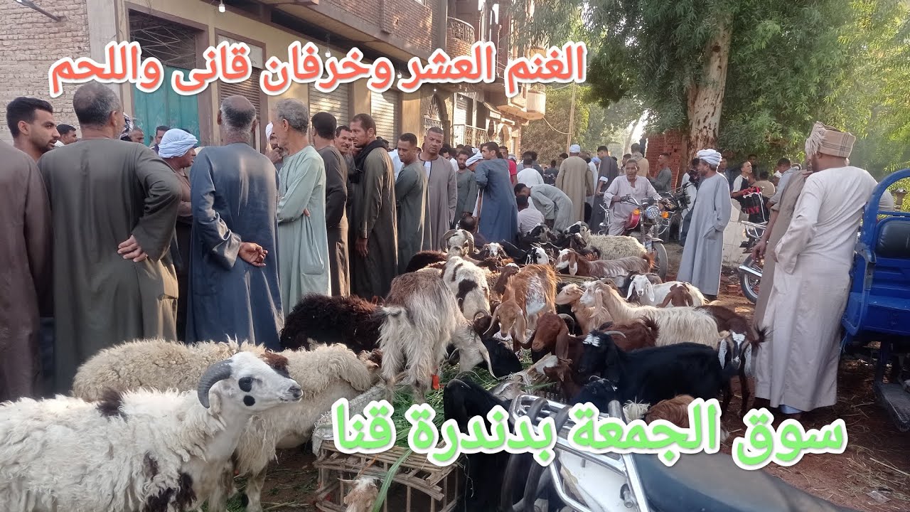 تابعو اسعار الغنم والماعز من داخل سوق الجمعة بدندرة👌👌✅✅ قنا