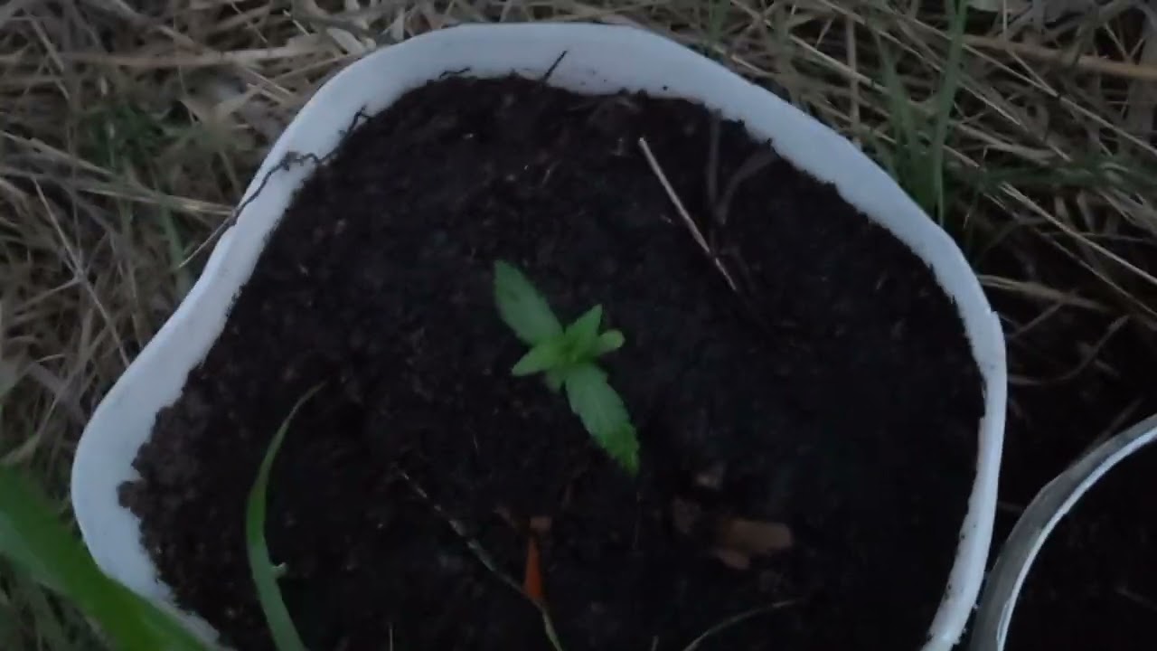 wild outdoor. АУТ 2023. Gorilla Cookies auto. ww, dosvidos, orange sherbet. Growerz. 3 недели.