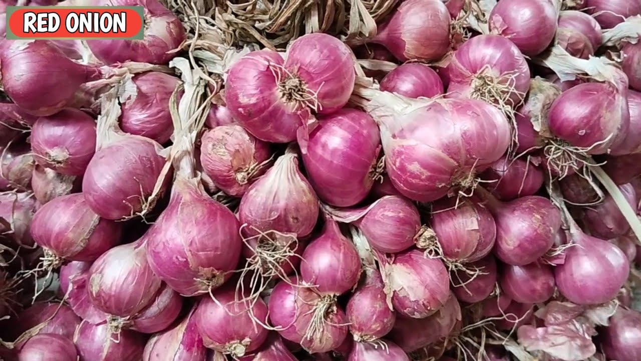 GAWAT BOLO...!!! HARGA BAWANG MERAH HARI INI, RABU, 18/2/2026 DI PASAR BAWANG PROBOLINGGO