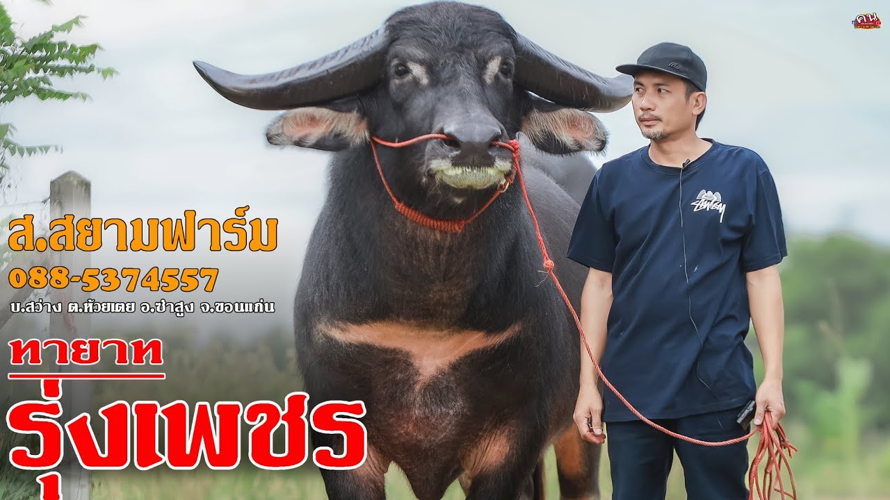 🏆ทายาท #รุ่งเพชร+แม่ท้อง,ลูกนครหลวง088-5374557ส.สยามฟาร์ม บ.สว่าง อ.ซำสูง จ.ขอนแก่น