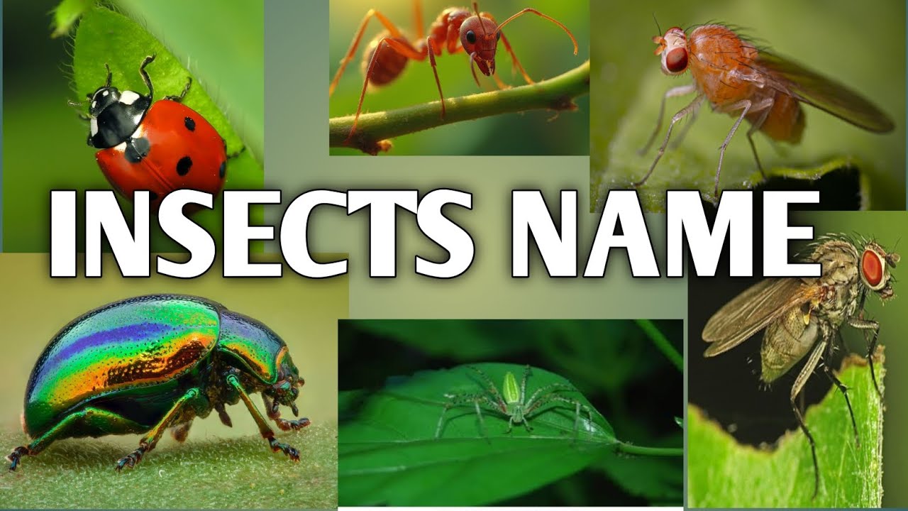 INSECTS NAME/ EDUCATIONAL VIDEO/KIDS FUN VIDEO/LEARN INSECTS NAME 