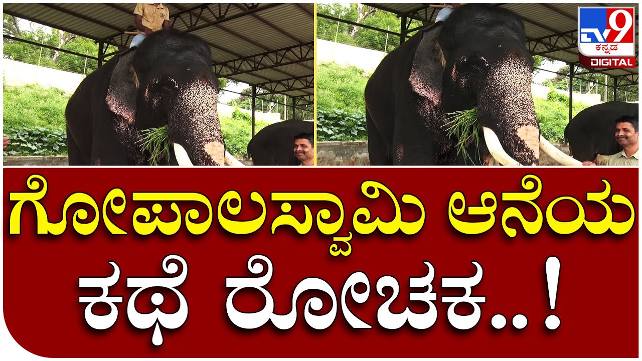 Gopalaswamy: ಶಾಂತ ಸ್ವಭಾವದ ಬಲಶಾಲಿ ಆನೆ ಈ ಗೋಪಾಲ | Tv9 Kannada