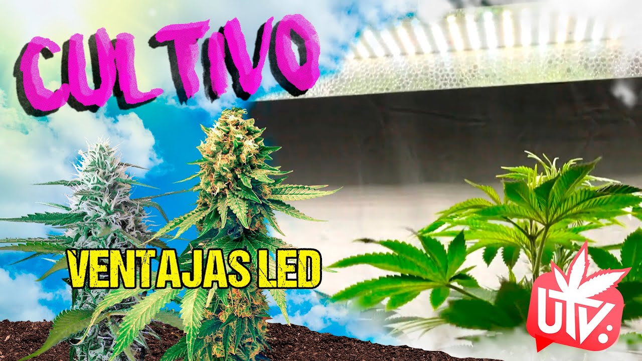 Ventajas de la ILUMINACI&Oacute;N LED para el CULTIVO 💡