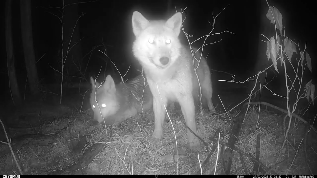 Rare Coyote-Wolf Mix Brings Cub to My Trail Camera | Unique Wildlife Behavior