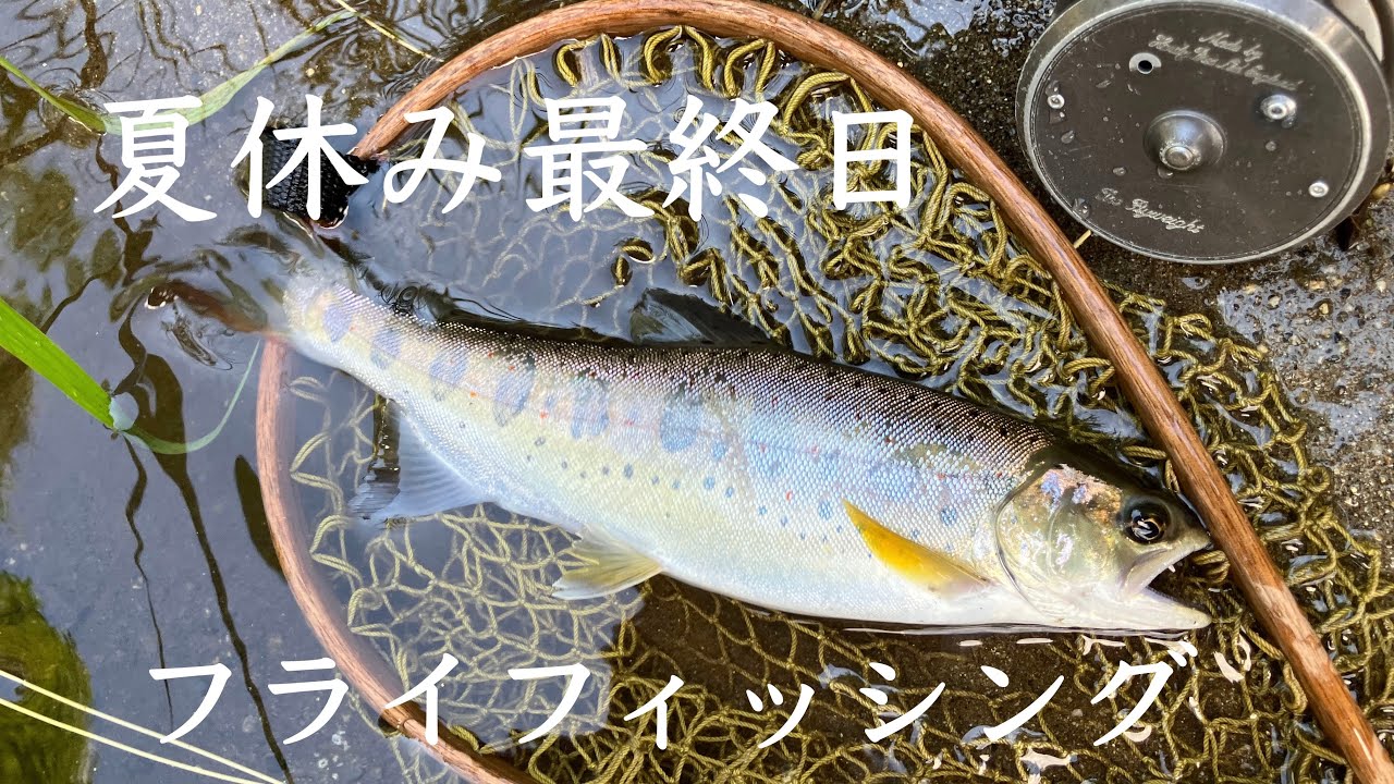 【夏休み】仕舞の夏アマゴ #フライフィッシング #flyfishing