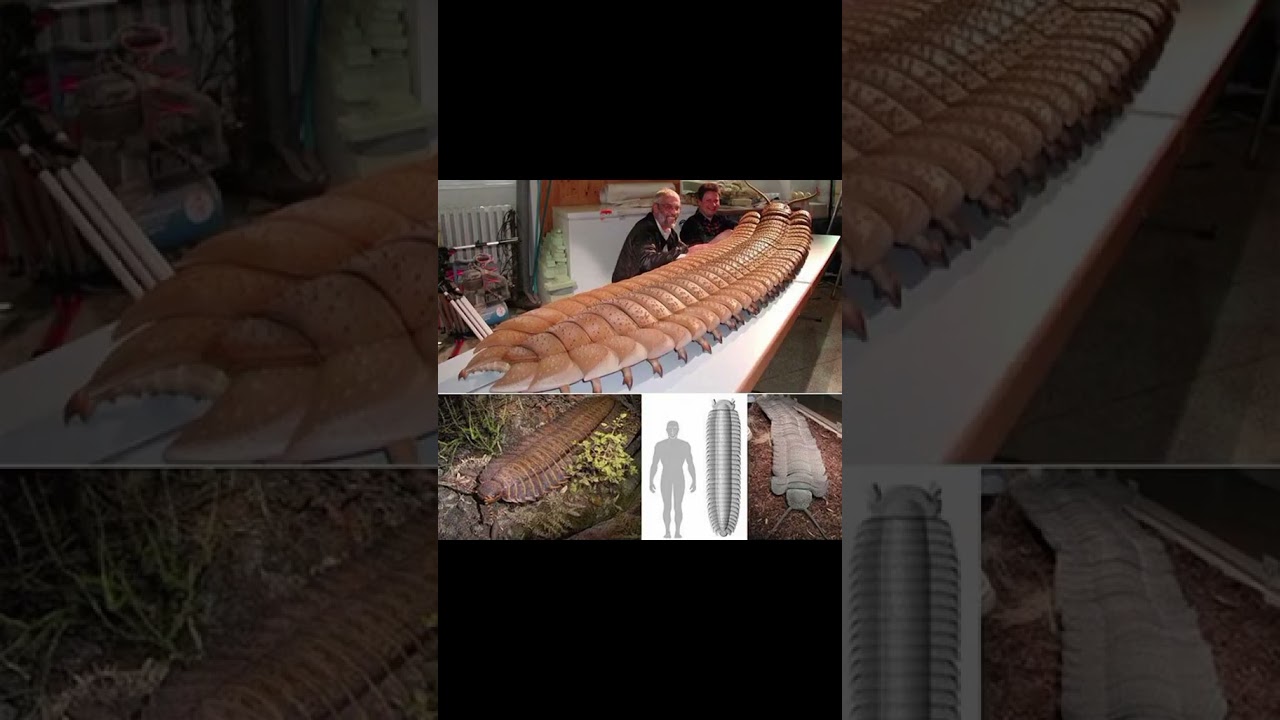 Arthropleura 🤯 #extinctanimals #science #interestingfacts #viral #shortsviral