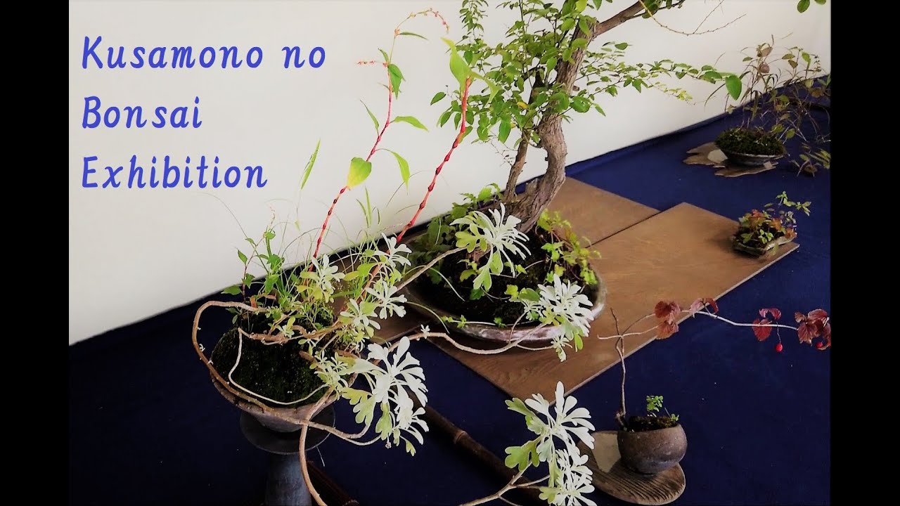 2019 Kusamono no Bonsai Exhibition and bonsai for sale 草ものの盆栽展・盆栽販売