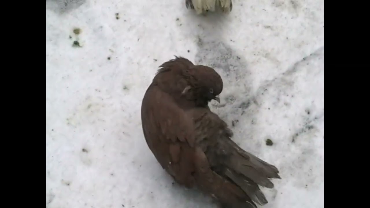 Николаевские голуби г.Павлоград. Дружок пришолпообщатся и посмотреть голубей.