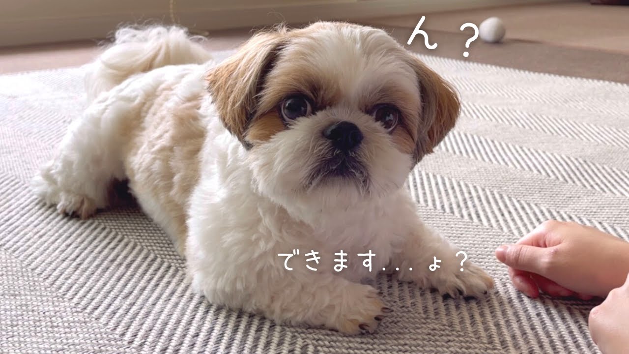 【シーズー】お姉ちゃんとお返事「はい！」の練習風景が可愛すぎた♪【犬Vlog】