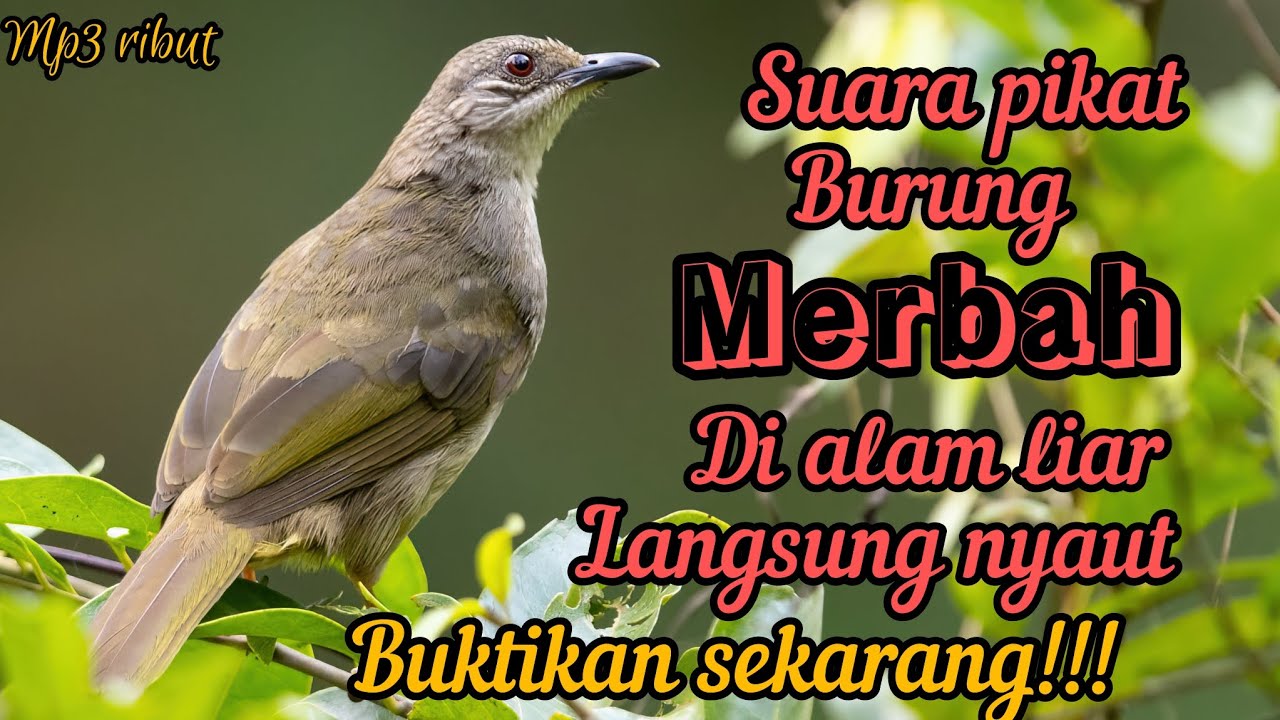 SUARA PIKAT BURUNG MERBAH RIBUT DI ALAM LIAR PASTI JITU !!!!