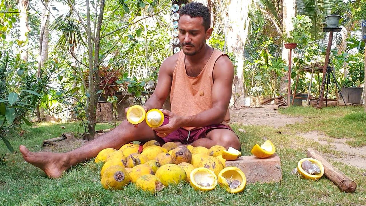 A fruta mais gostosa do mundo é o bacuri, veja esses enormes que comprei