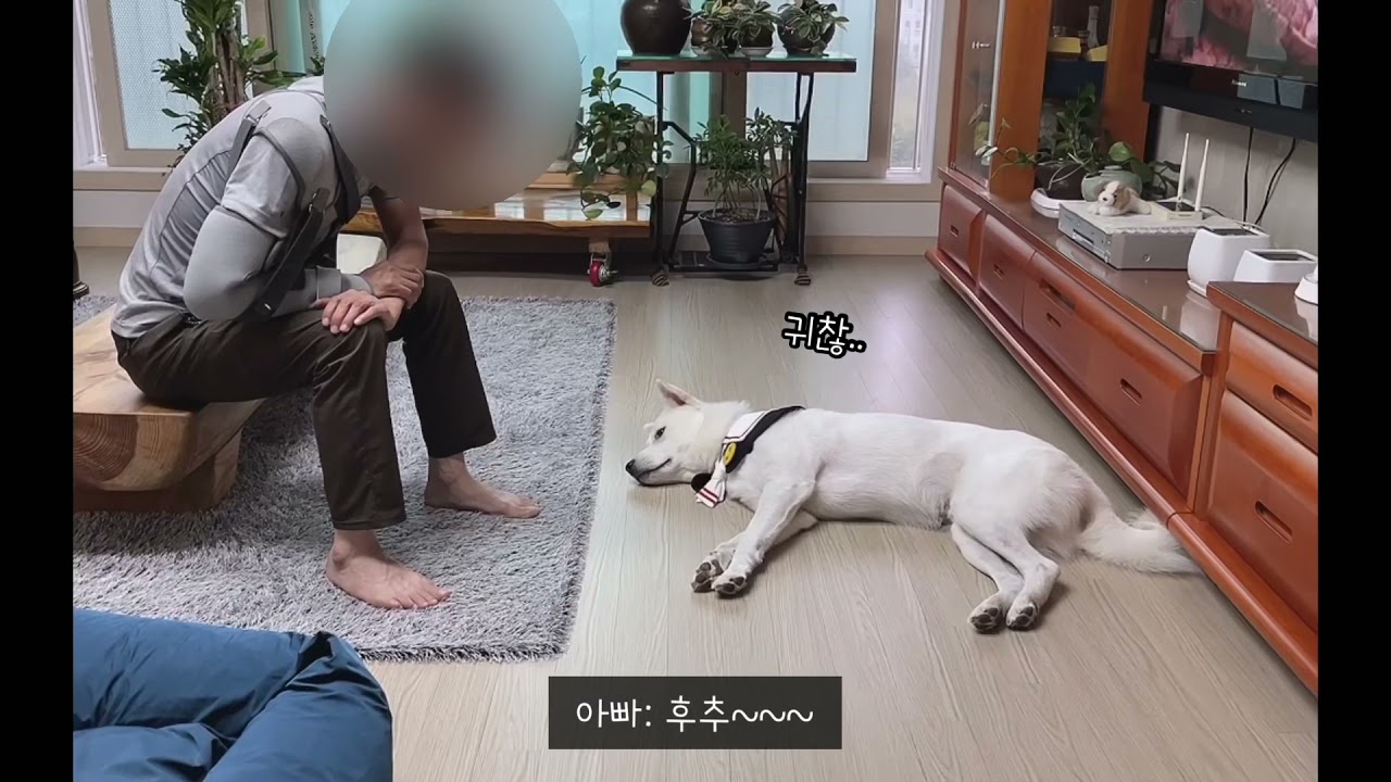강아지 데려오면 집 나가겠다고 하던 엄마,아빠의 반응: 진돗개 후추의 추석 일기