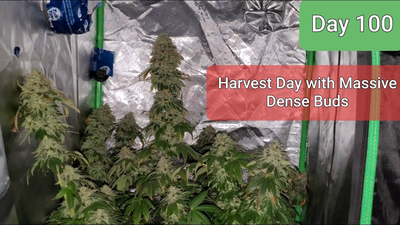 2x2x4 Grow Tent Day 100 / day 65 Flower HARVEST DAY!!!  With Big Massive Dense Buds!!