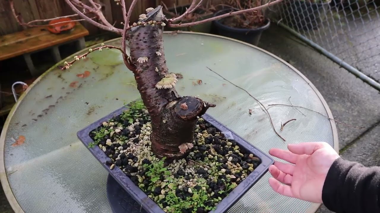 Big Trunk Chop on a Cherry