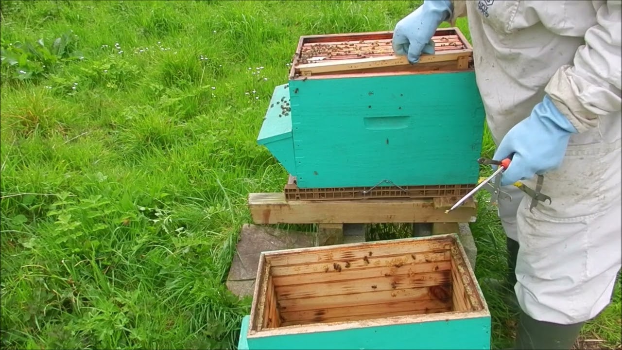 Apiculture pour d&eacute;butant transf&egrave;re ruchette en ruche avec explications et comment d&eacute;buter la saison