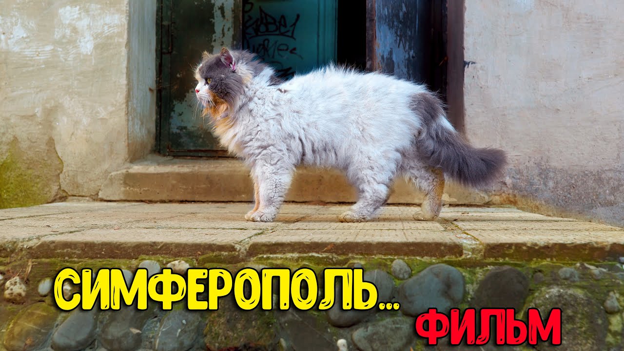 Симферополь - весь город в одном фильме! Как живёт столица Крыма сегодня?