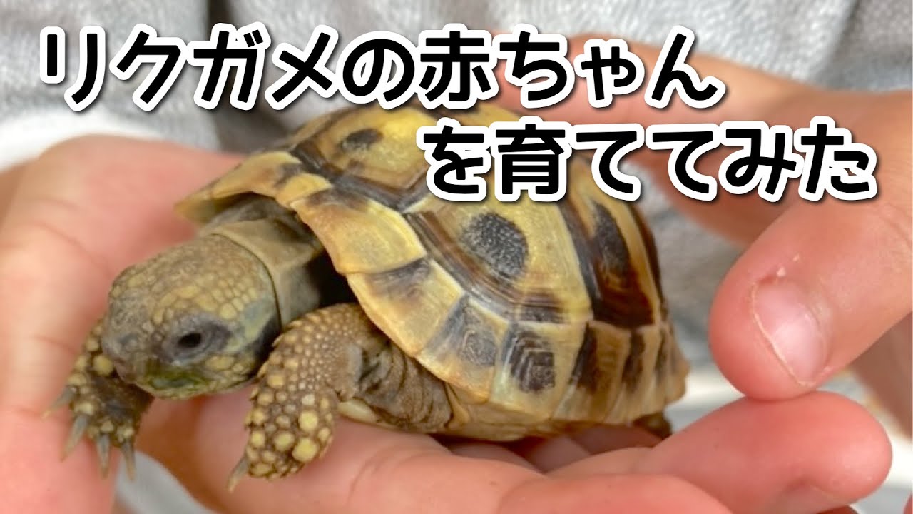 リクガメの赤ちゃんを育ててみた【ヒガシヘルマンリクガメ】