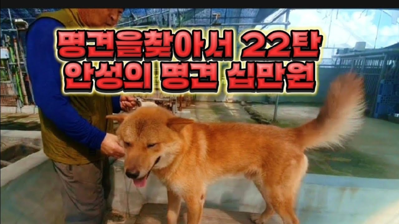 22탄 명견을 찾아서 안성에 왔습니다~