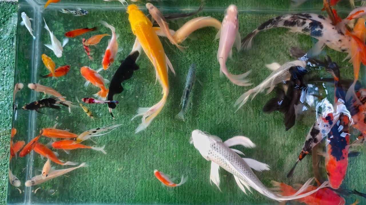 UNBOXING IKAN HIAS, IKAN KOI, IKAN MAS KOKI, IKAN CUPANG, LELE, GLOFISH, ANGELFISH, GOLDFISH #video 
