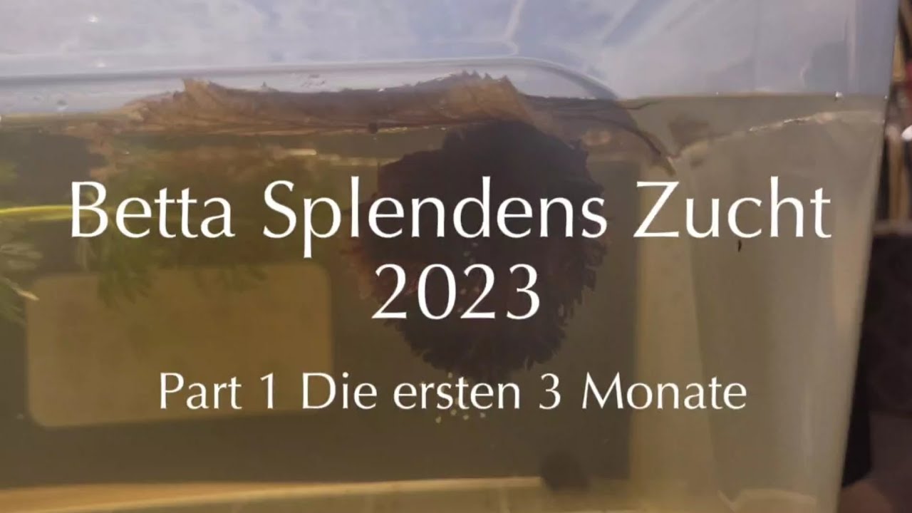Betta Splendens Zucht 2023