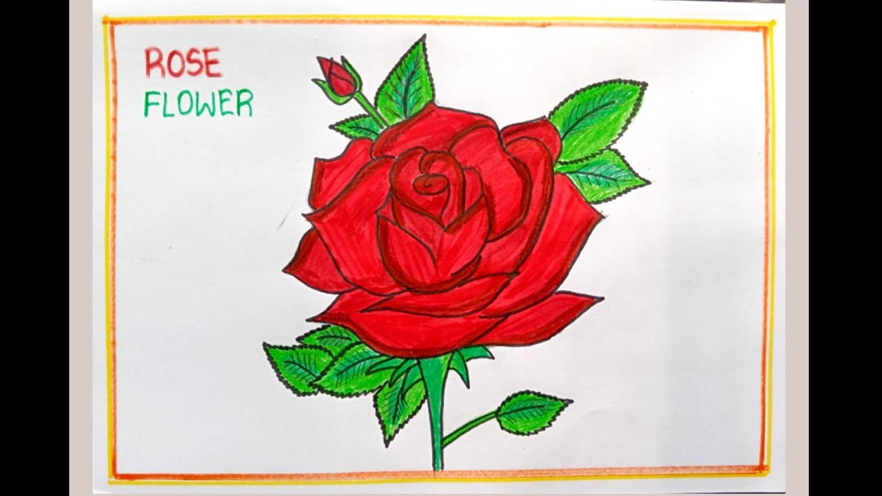 Rose drawing / How to draw rose step by step  / Rose flower drawing / Red Rose  / Velentine special