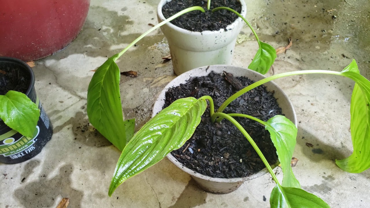 Bat plant dividing