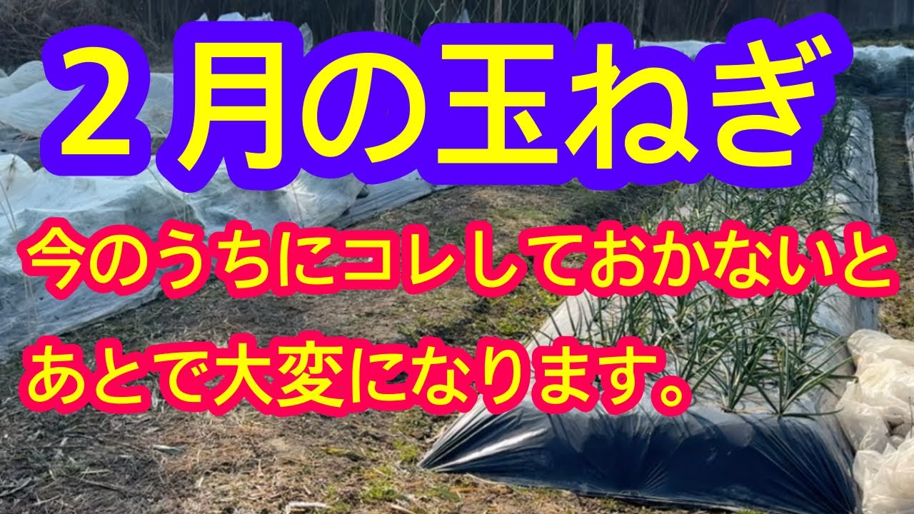 【玉ねぎ】2月の今のうちにコレだけはしておきましょう。しておかないと後で大変になります。