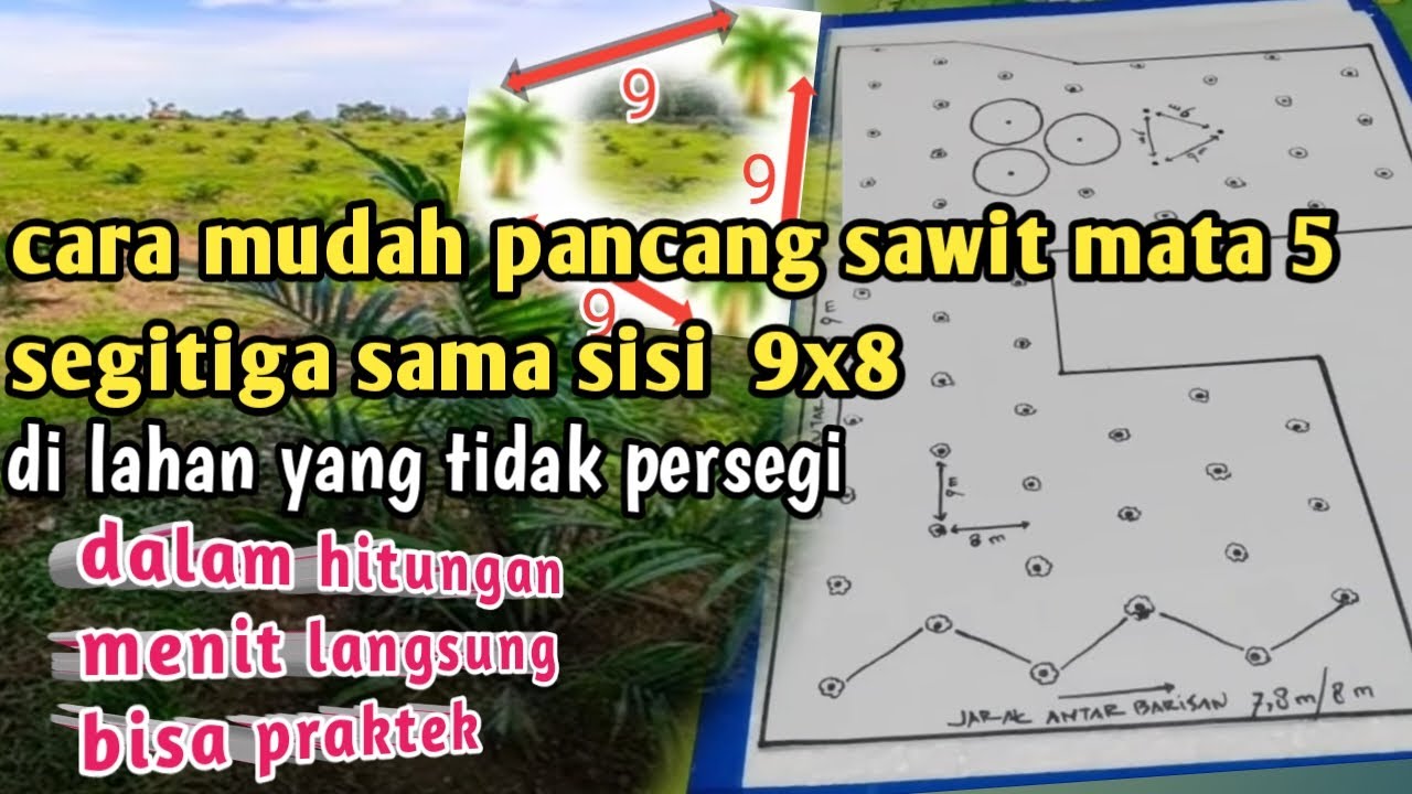 Cara pancang sawit mata 5 segitiga sama sisi || ukuran 9x8