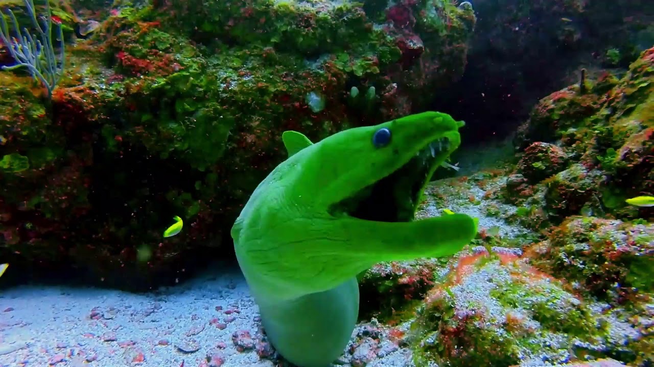 Immersive New Shipwreck Exhibit - Newport Aquarium Official Video