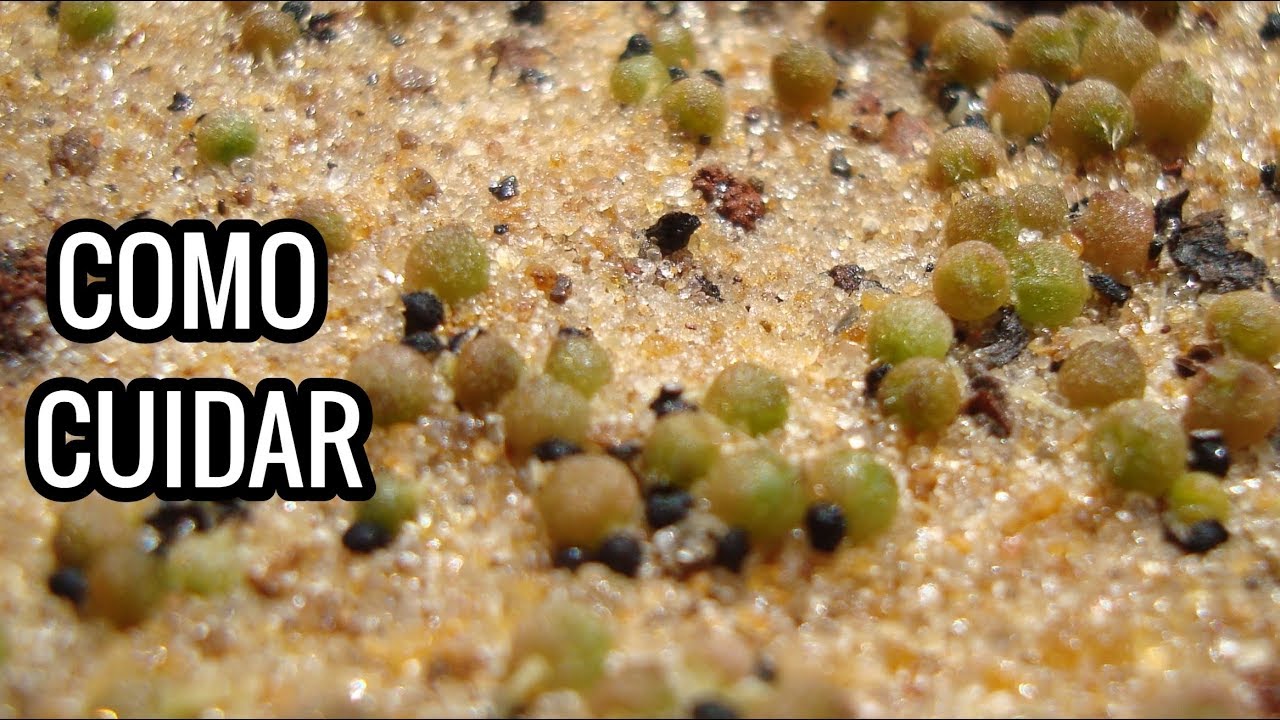 Meus CACTOS germinaram, e agora?