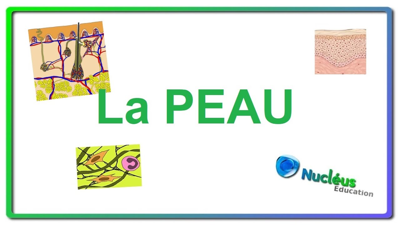 Biologie de la peau
