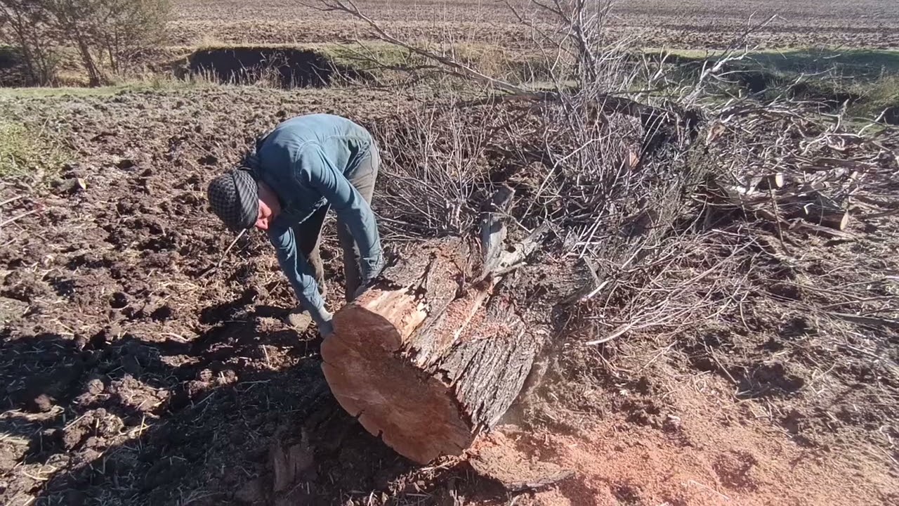 STIHL 362 MS EN KALINT AĞAÇ KESİMİ.