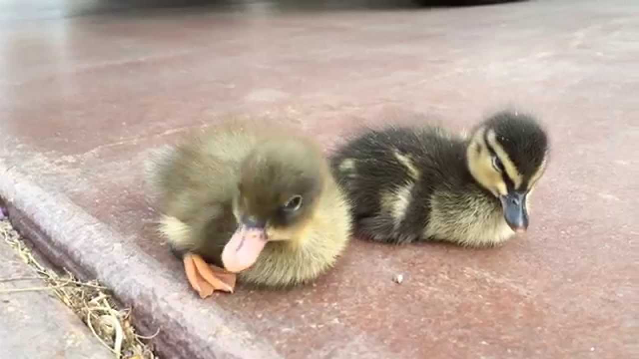 Orphaned baby ducks fighting sleep