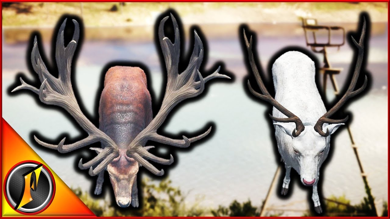 Beginning the Hunt for a Diamond TruRAC Red Deer!