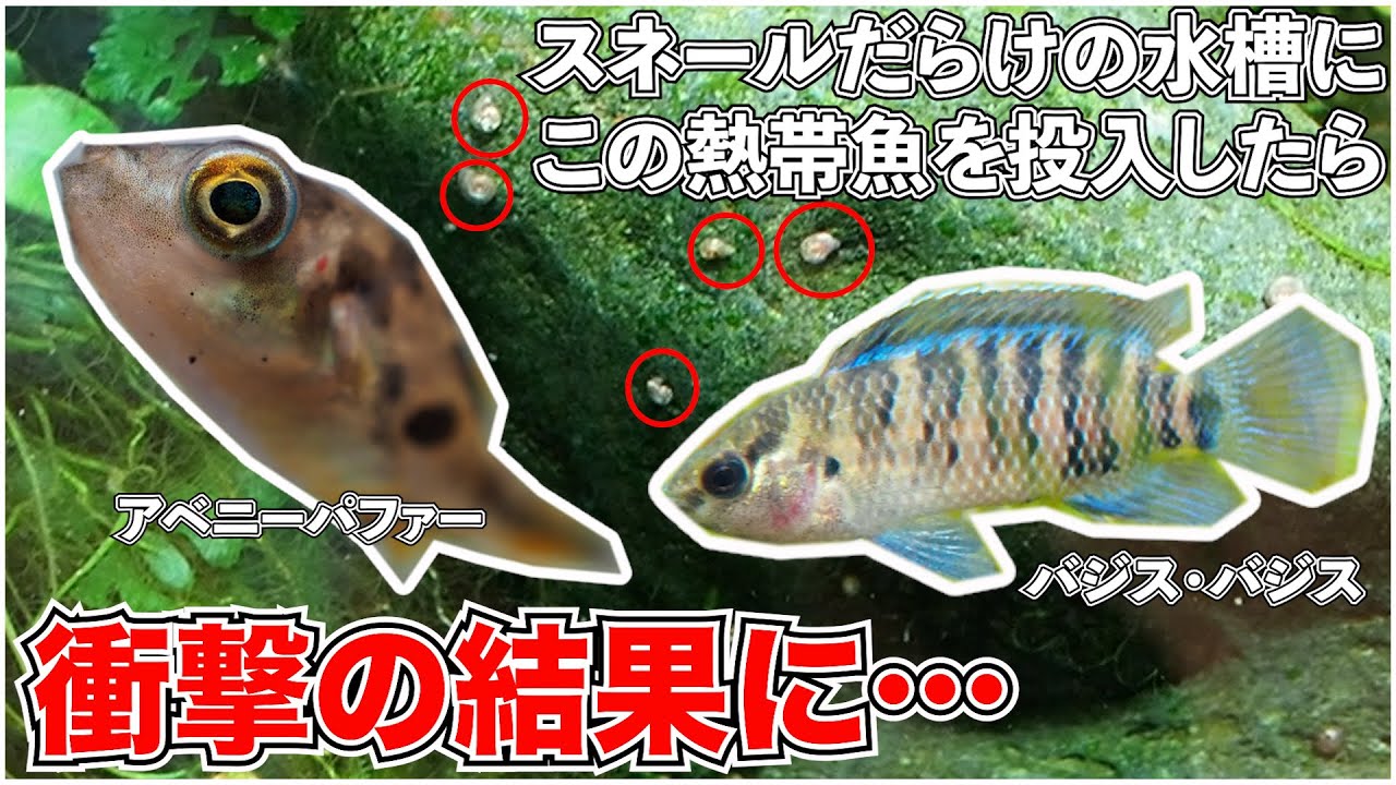 【検証】スネールに困ってる方必見！アベニーパファーとバジス・バジスの能力がやばすぎた件【アクアリウム】