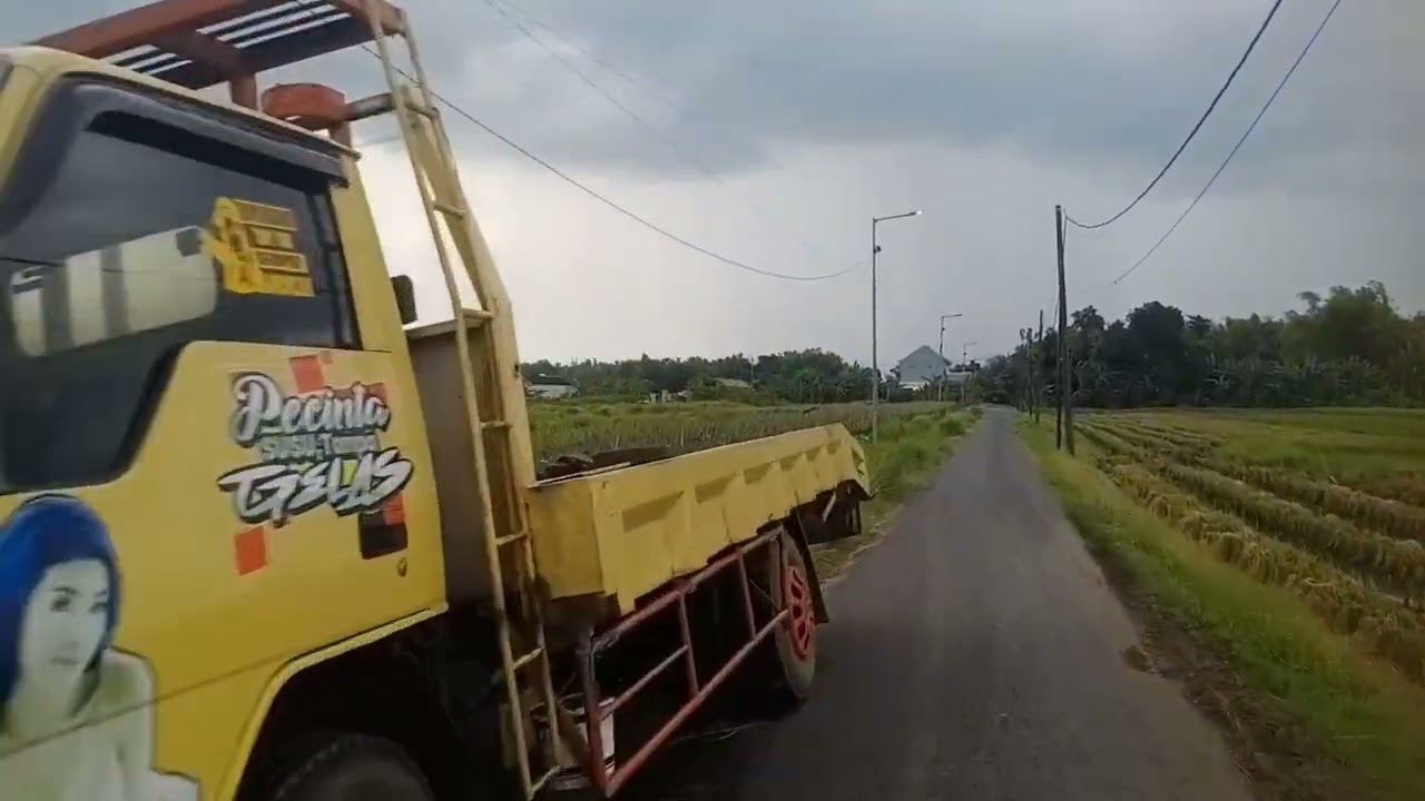 Blusukan di sawah pungging mojokerto lihat burung kuntul ganggu pak tani yg lagi bajak sawah