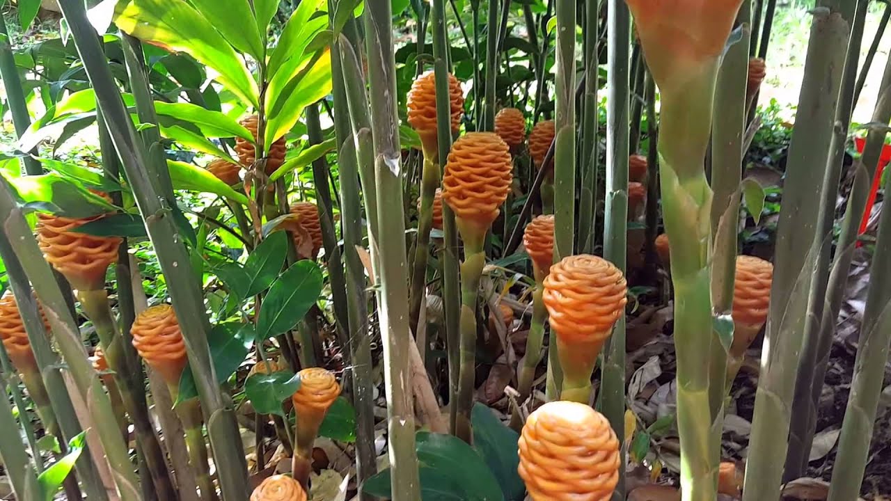 The Amazing Beehive Gingers - Paradise Distributors