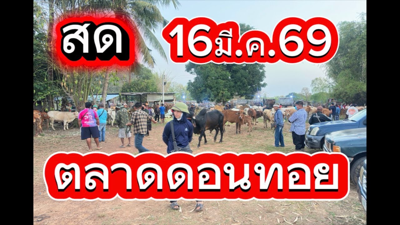 ชมบรรยากาศตลาดนัดโคกระบือดอนทอย อ.อากาศ จ.สกลนคร #ราคาวัววันนี้ 16/3/69