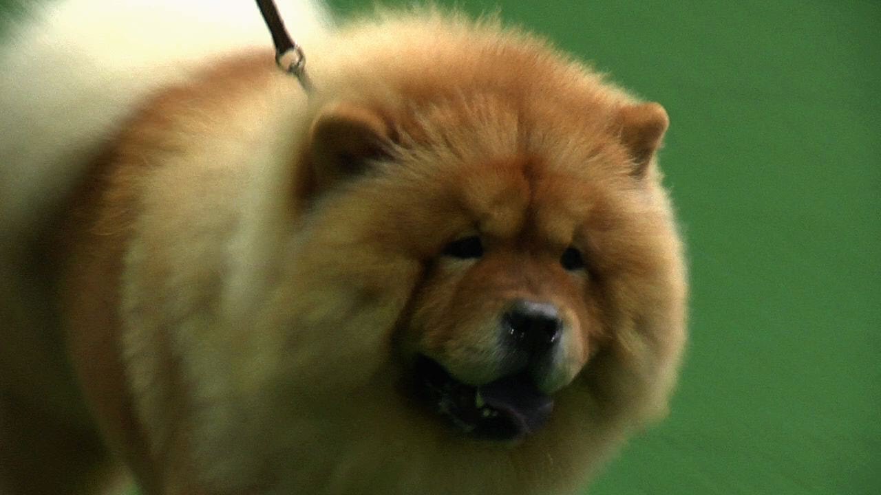 Utility group - Midland Counties Championship Dog Show 2013