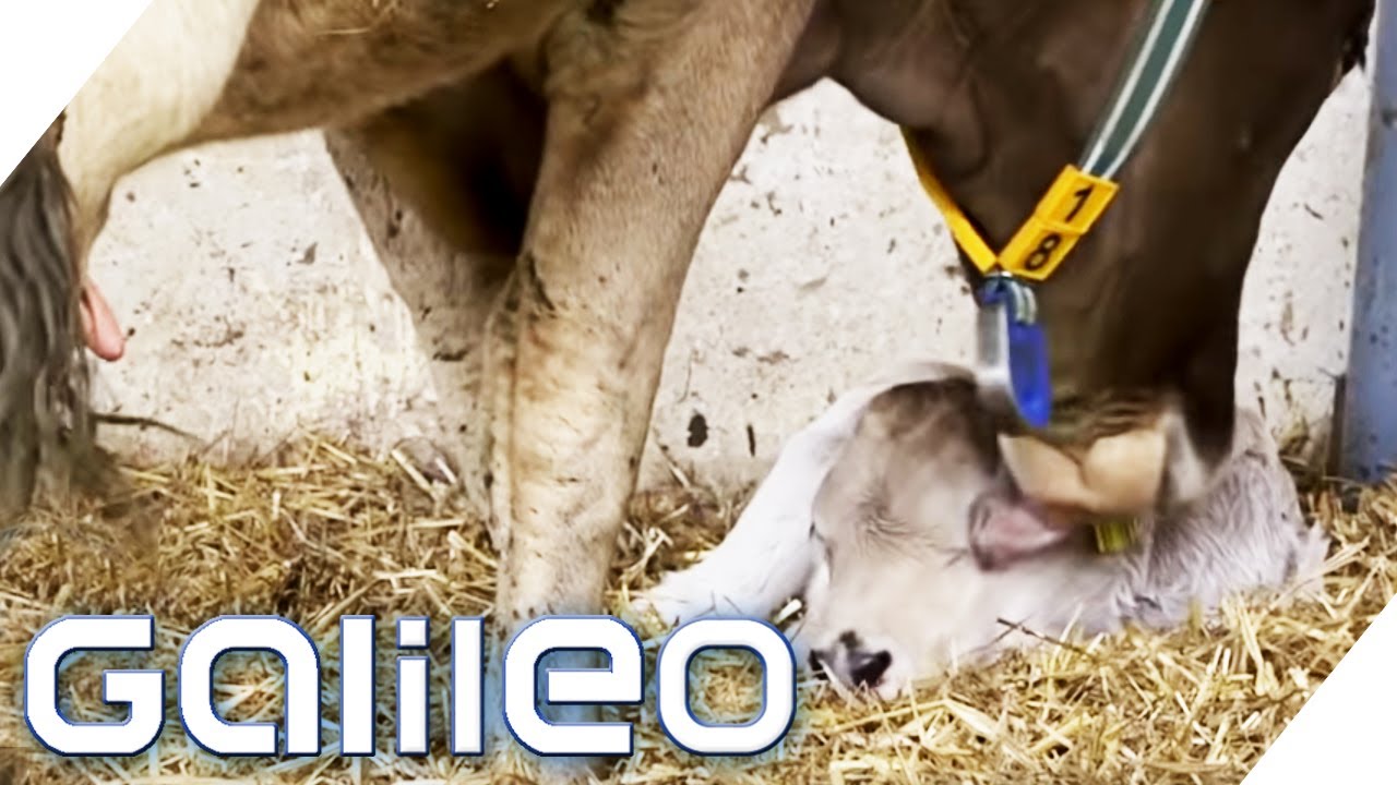 Schmeckt die Milch von glücklichen Kühen wirklich besser? | Galileo | ProSieben