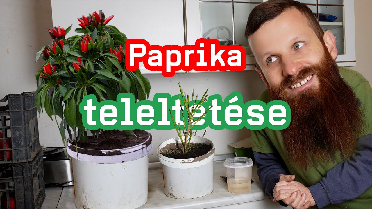 Paprika teleltetése, amiről szinte senki sem beszél
