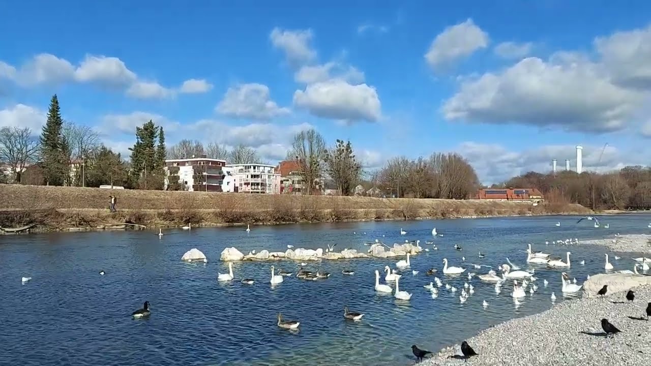 Wild Birds at River Isar in Munich / Germany