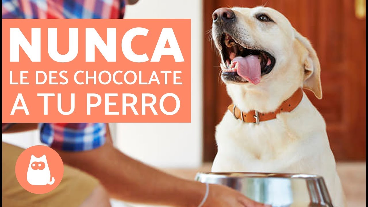 ¿Los perros pueden comer chocolate?