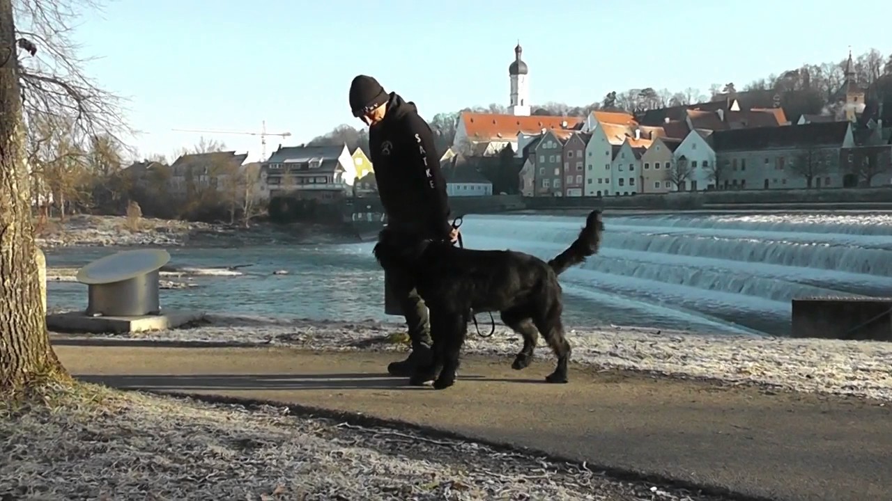 Hundeschule : Fuß ohne Leine spazieren gehen - Hundeerziehung / Hundetrainer / Riesenschnauzer