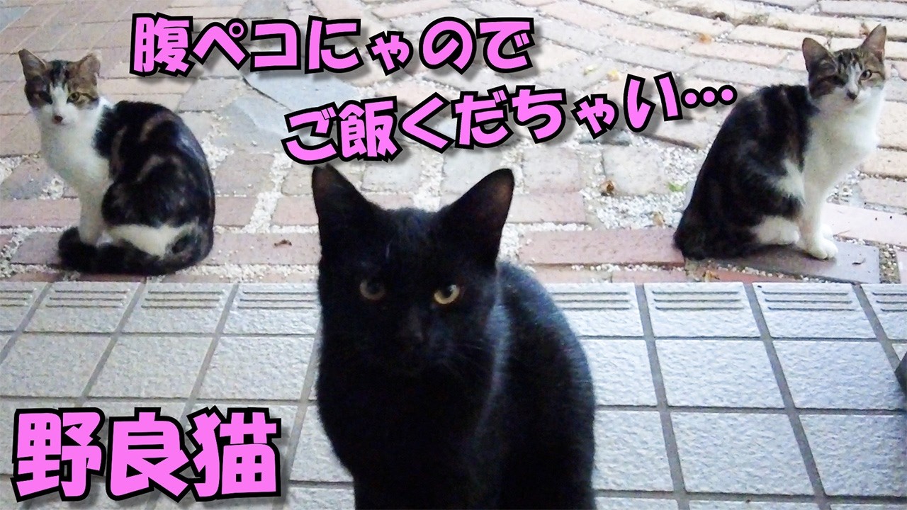 【野良猫】お腹を空かせた野良猫たちが庭に…　#11